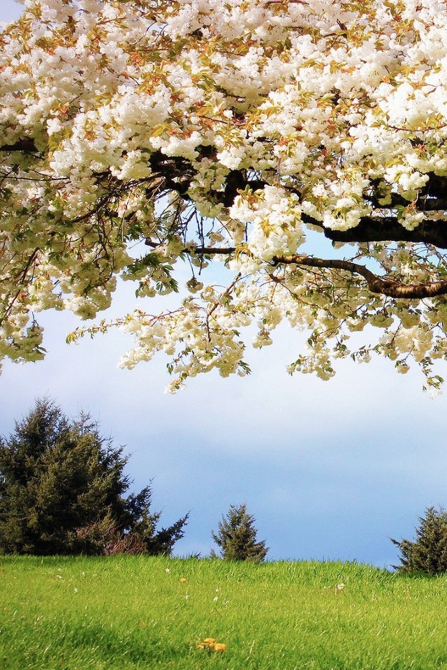 Spring