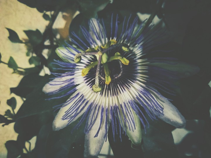 flower
