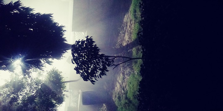 Plant