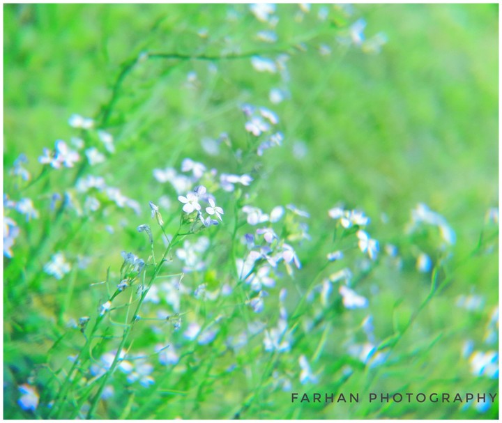 Natural Flower
