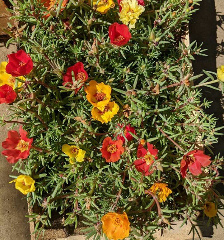 ناز آفتابی