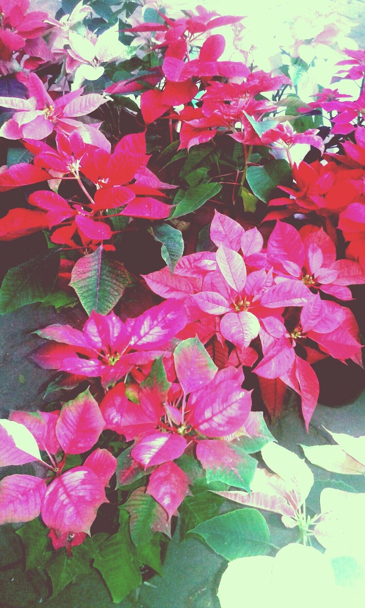 Pink leaves in sunlight
