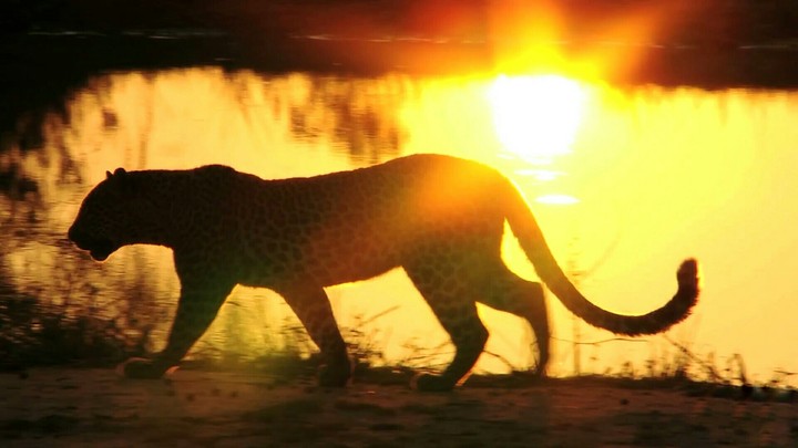 Gepard