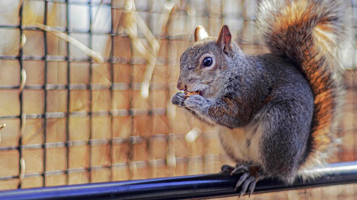 squirrel