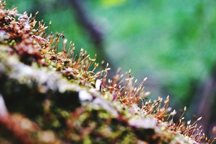 Tree's Hair