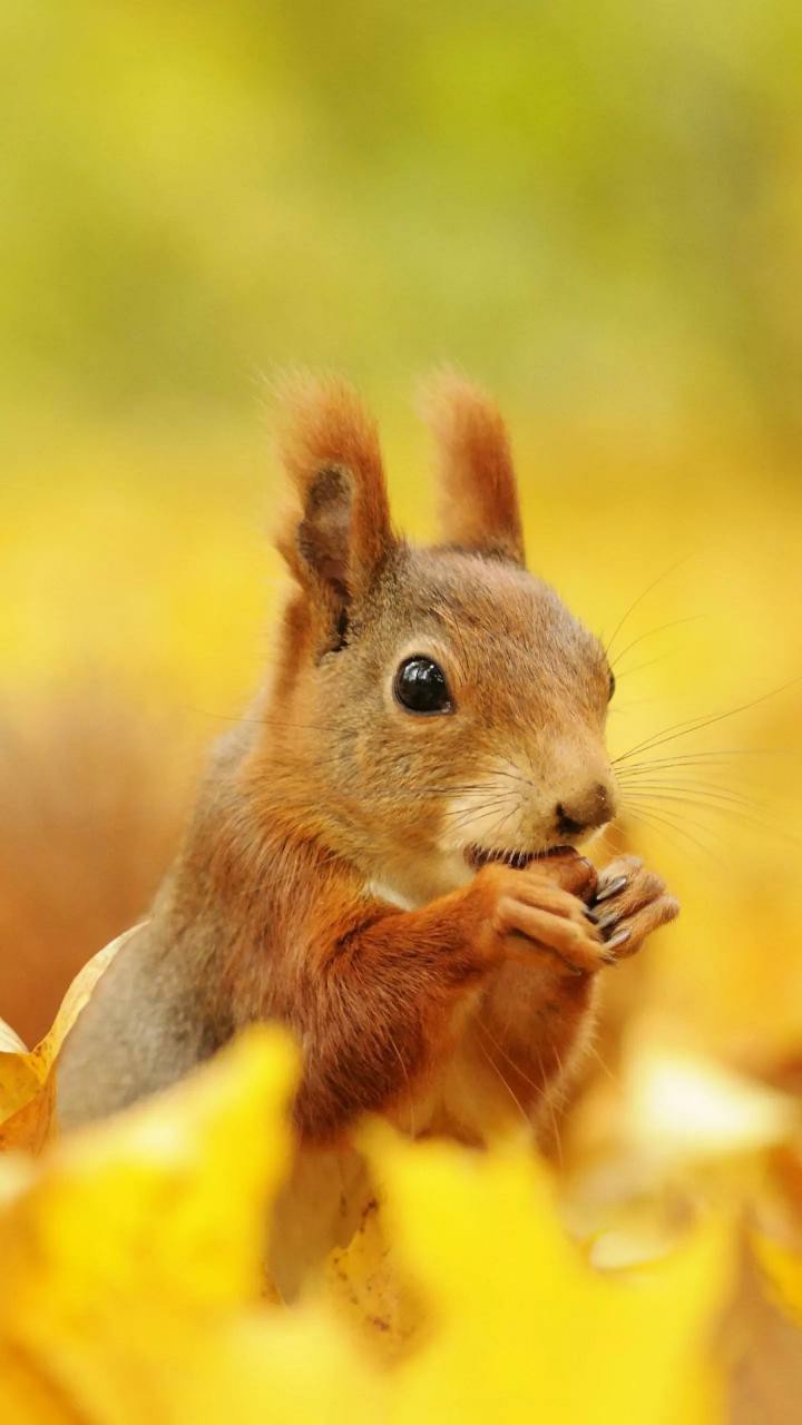 cute squirrel