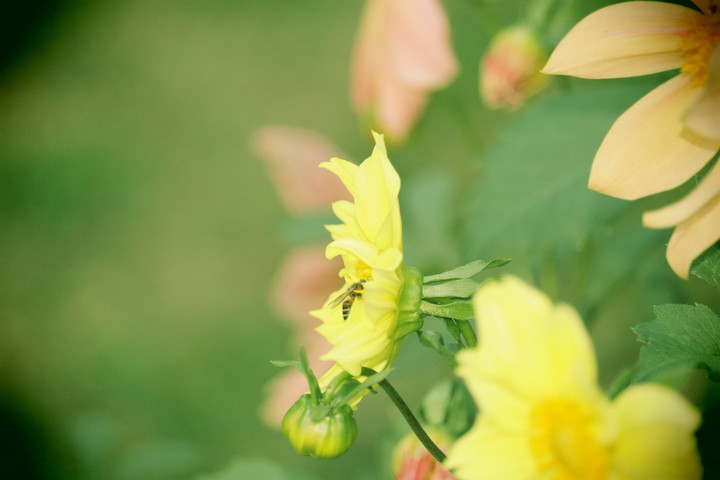 flower yellow bee