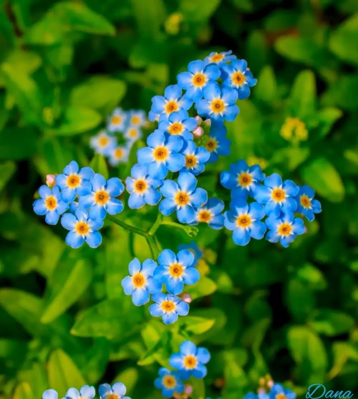 forget-me-not