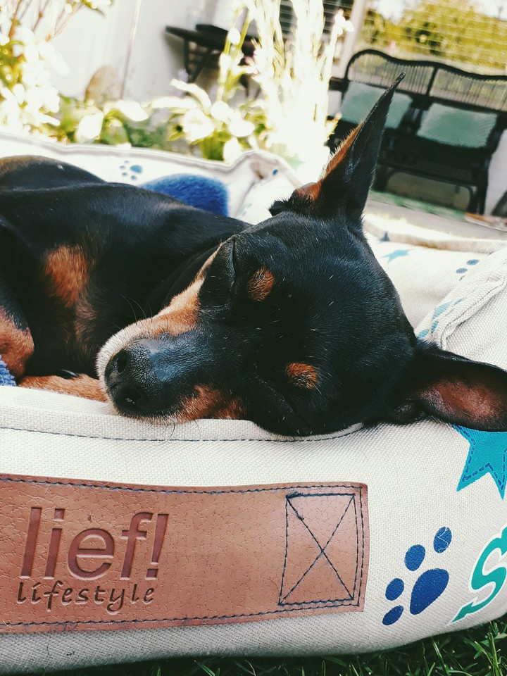 Molly My Cute Dog