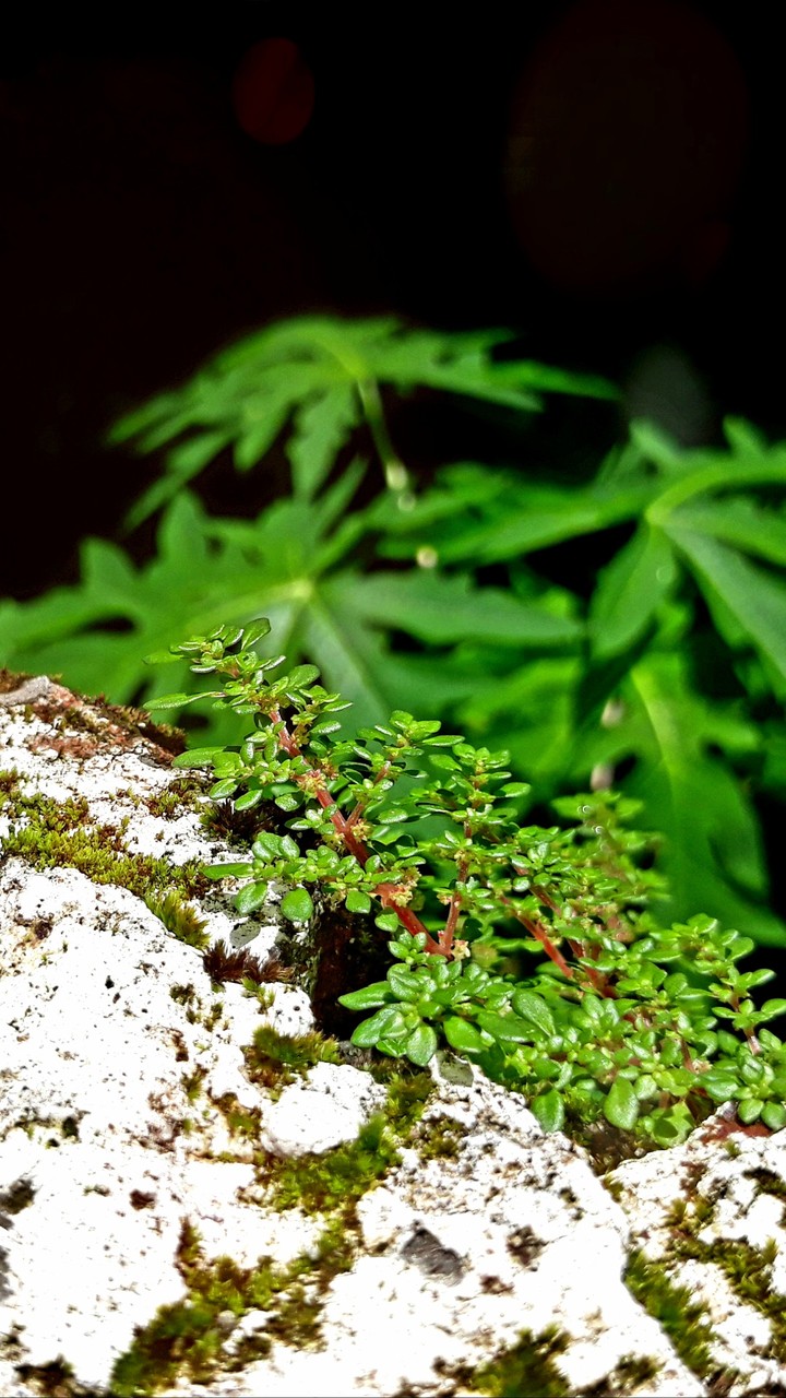 greenish wallpaper