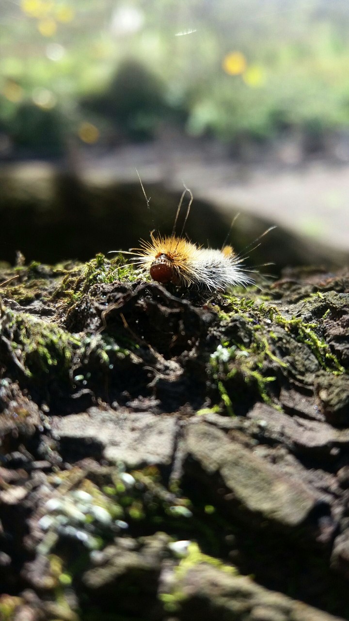 litlle worm