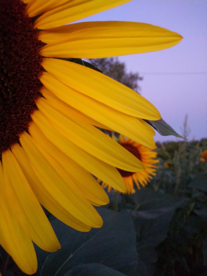 girasole
