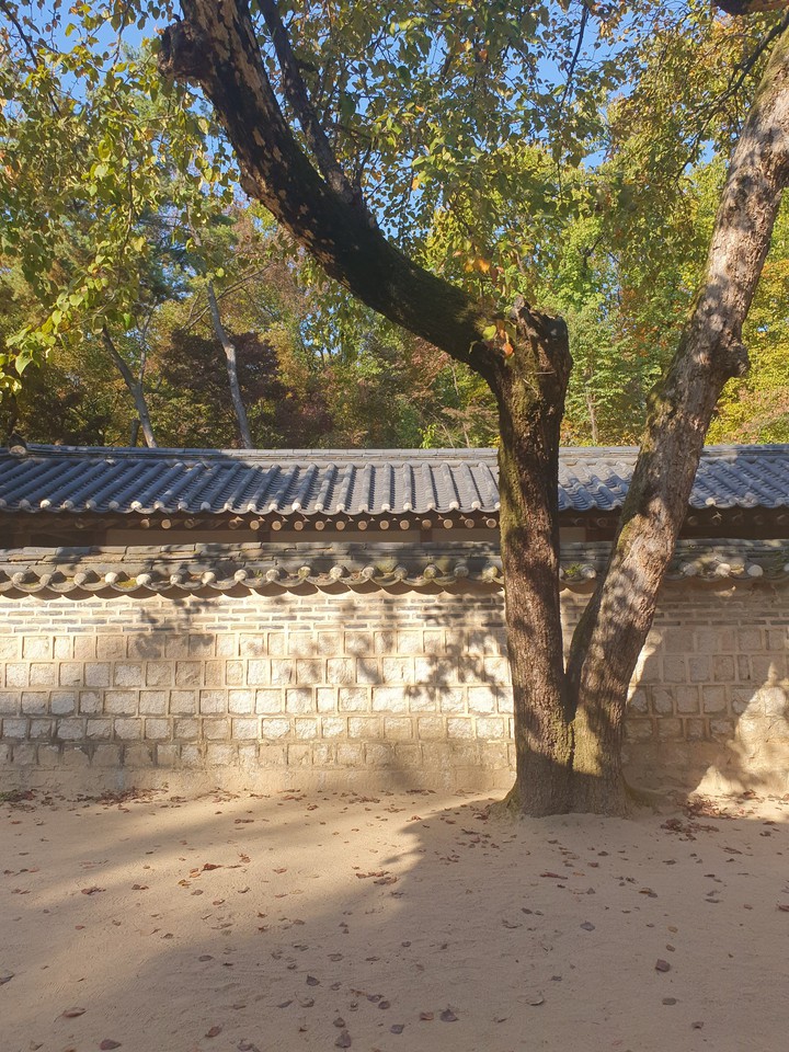 창덕궁 뒤뜰