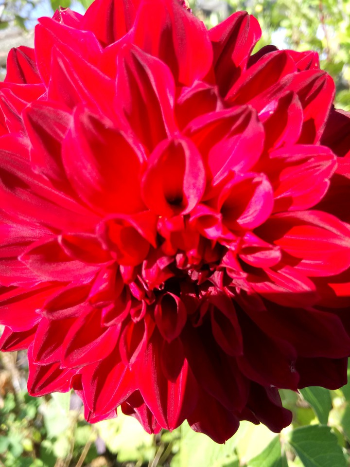 Red ?