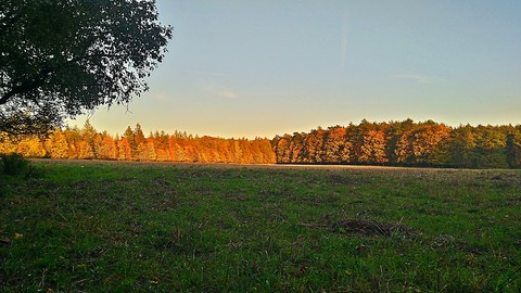 Poland forest