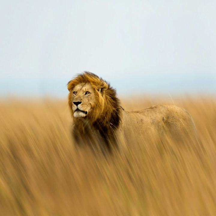 lion