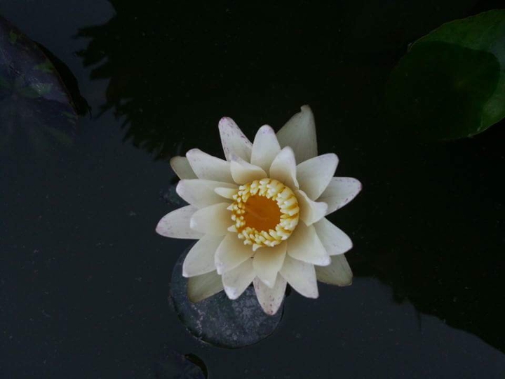 Calmness