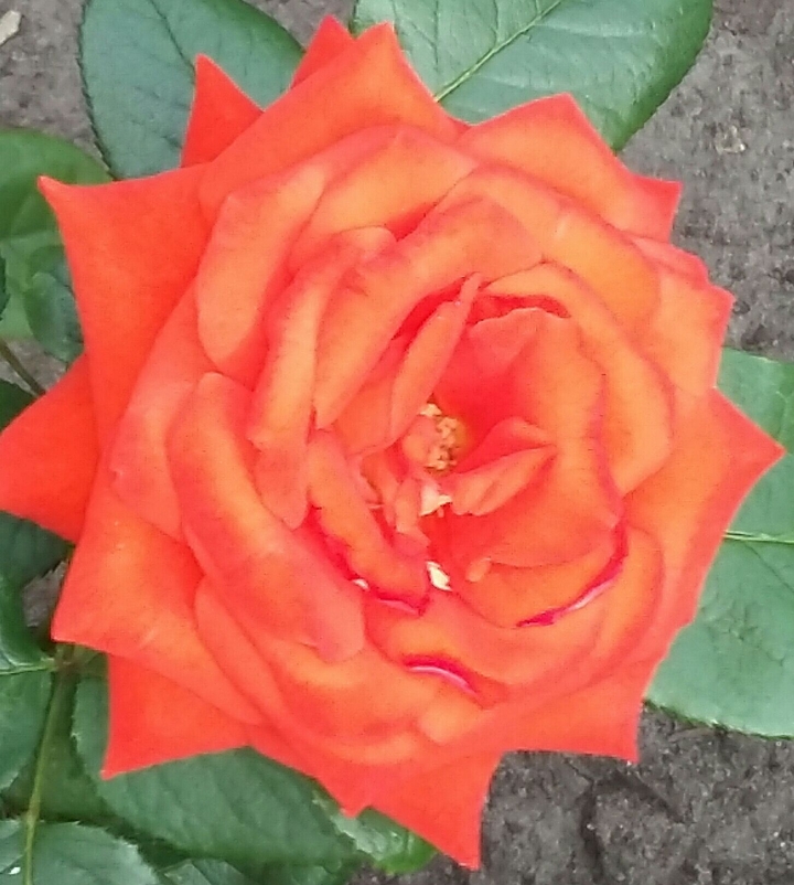 rose