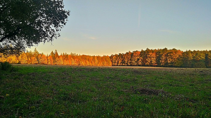 Poland forest