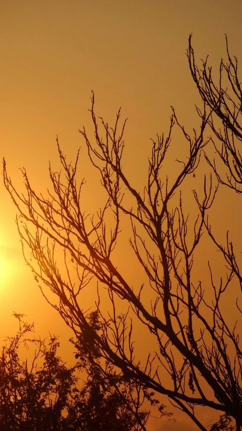 Sunset Beauty