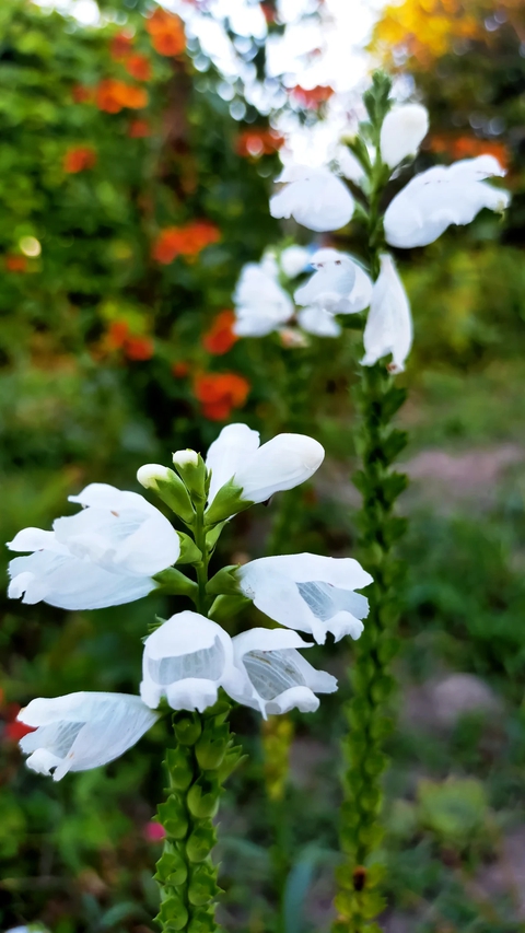 flowers and breakfast