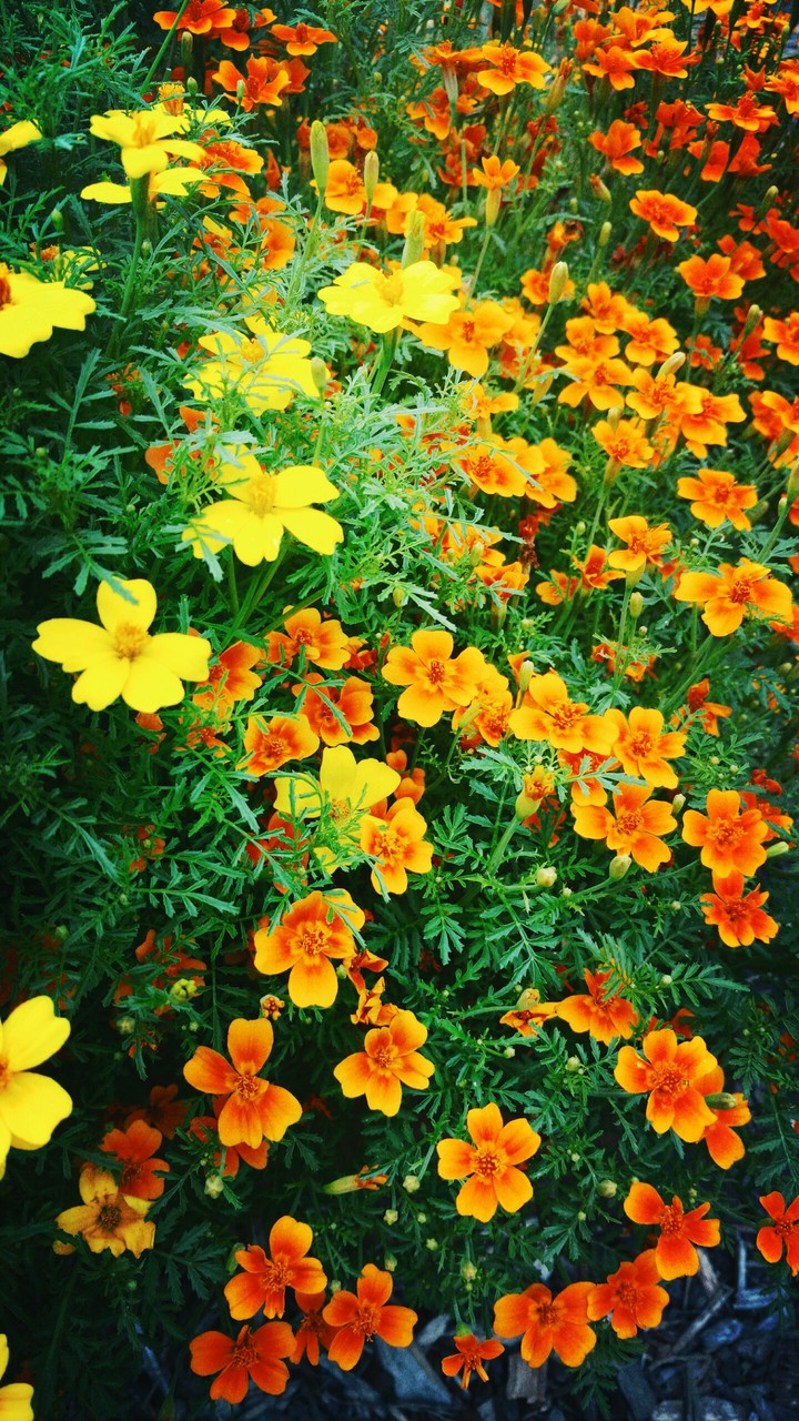 Natural colors