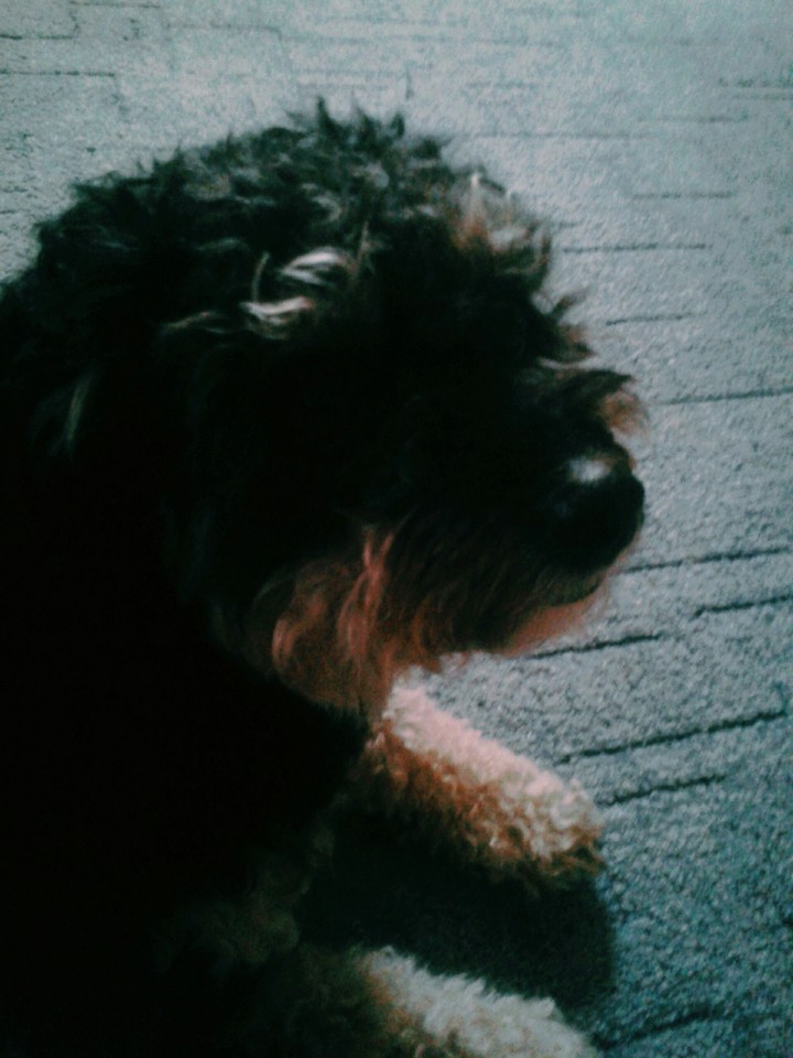 dog