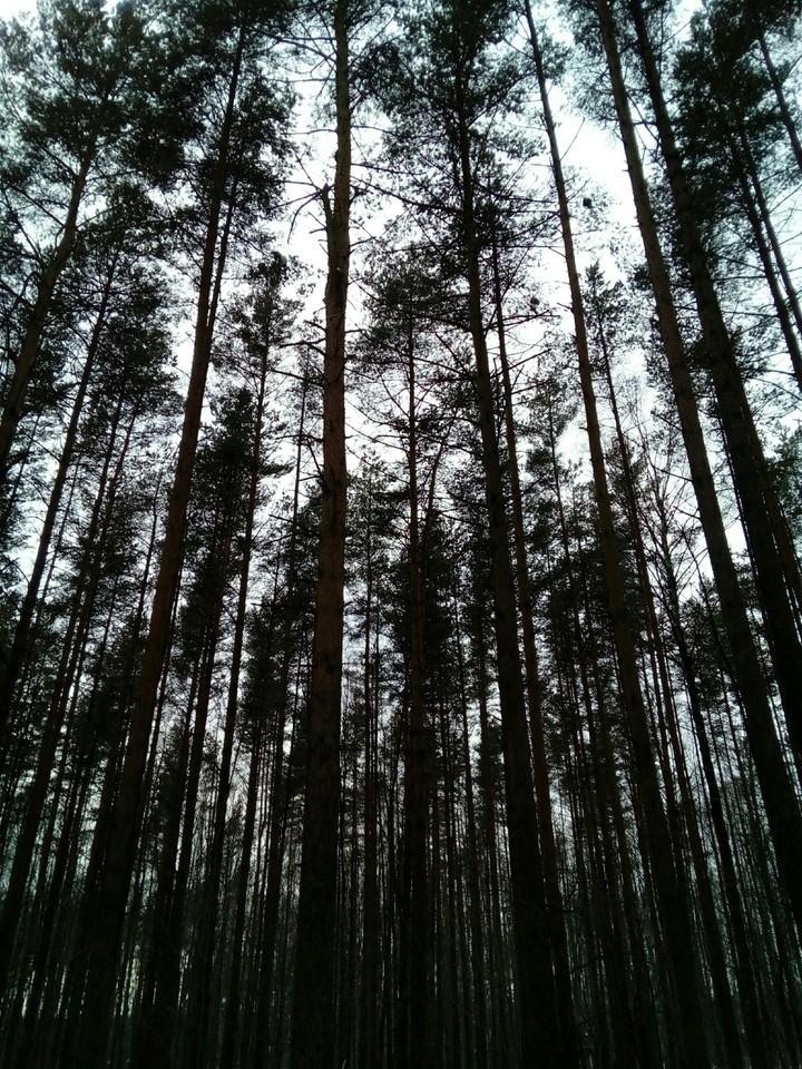 лес,зима