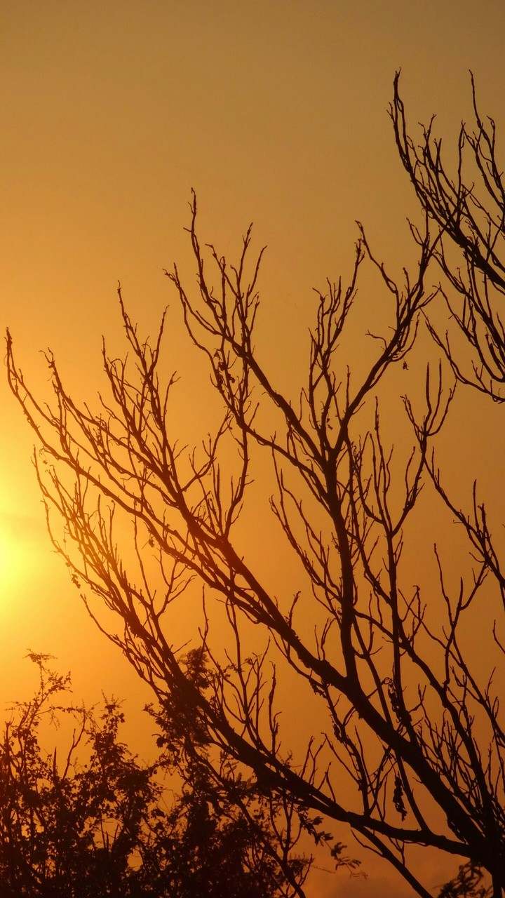Sunset Beauty