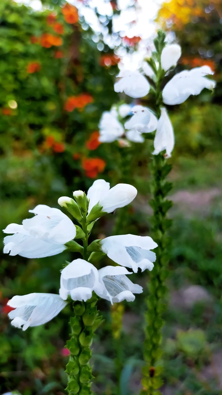 flowers and breakfast