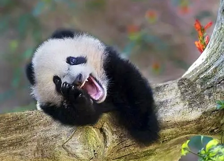 panda