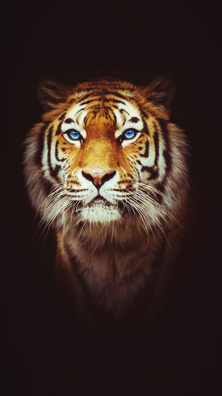 tiger