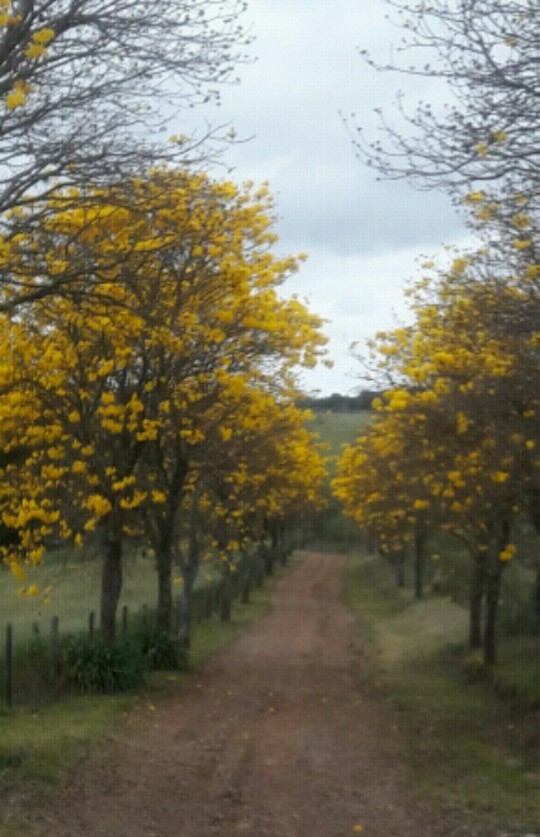 Ipês