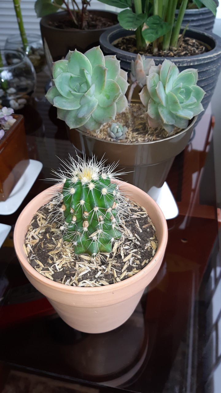 cactus planta