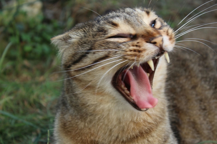 Little Tiger