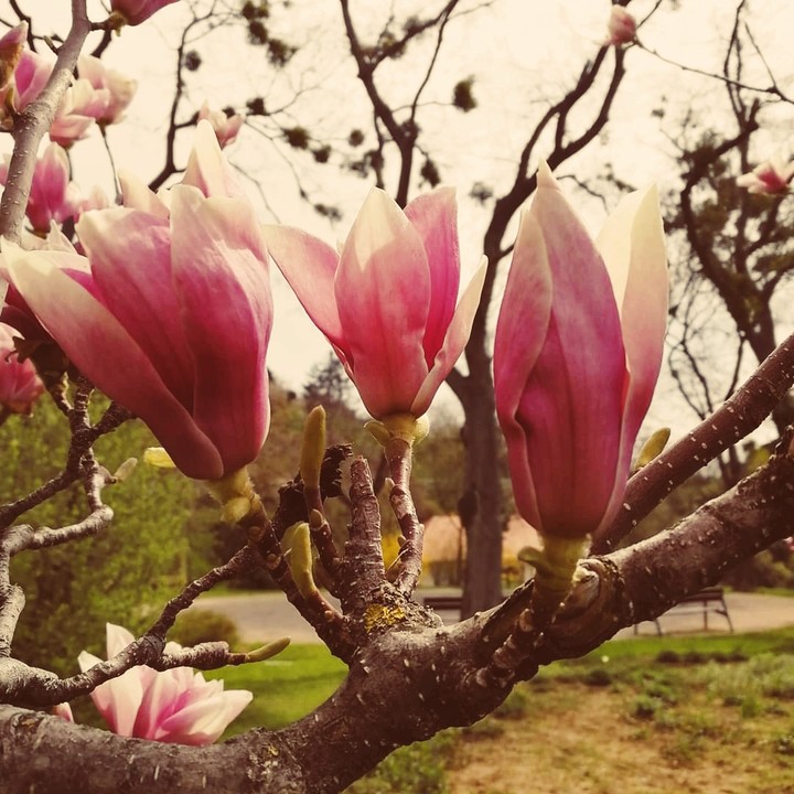 Spring in Hungary, Pécs