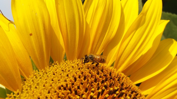 bee on a sunflower