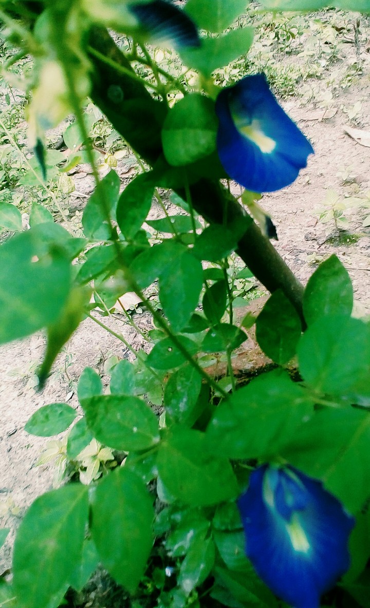 green & blue is the best combination