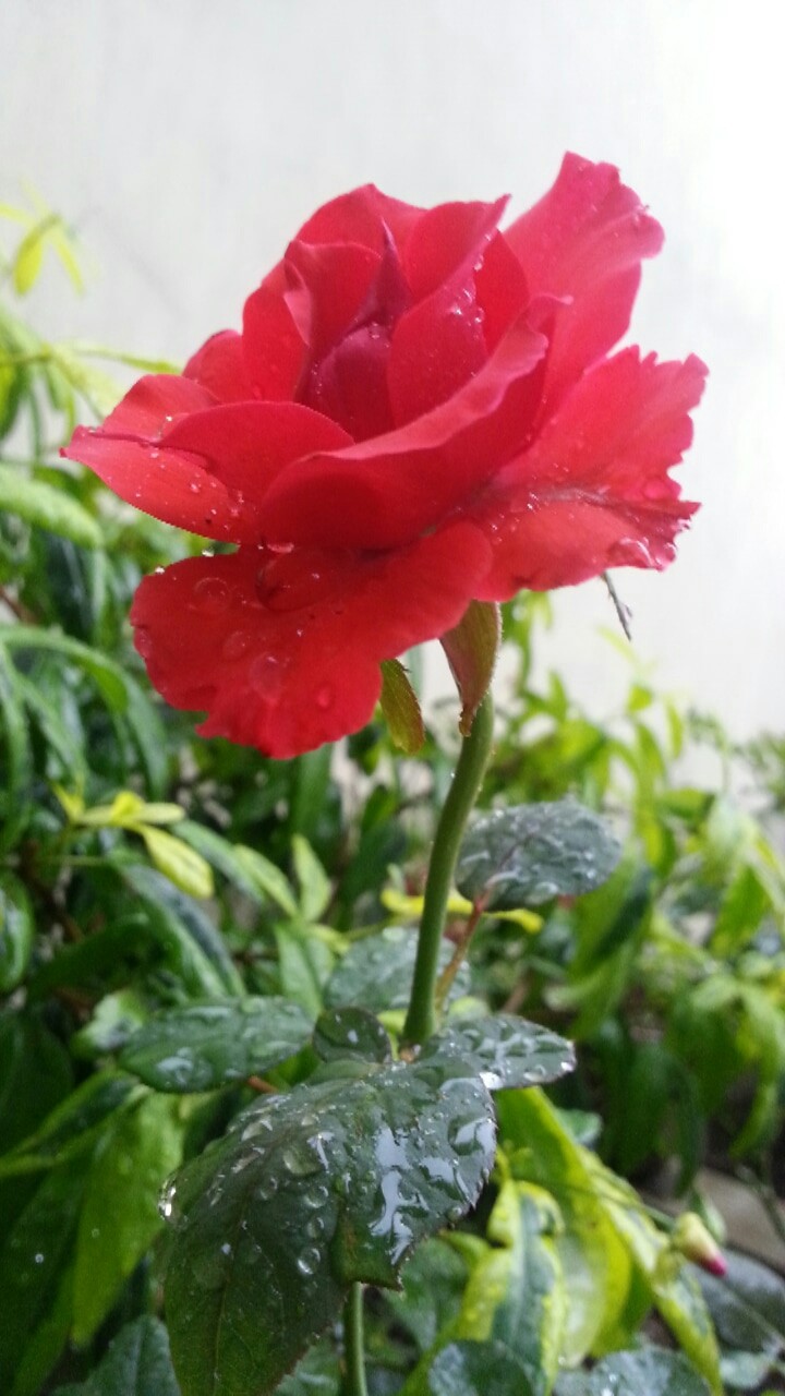 a rose