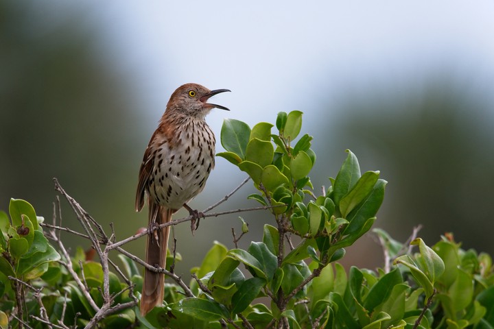 Cute Bird☺