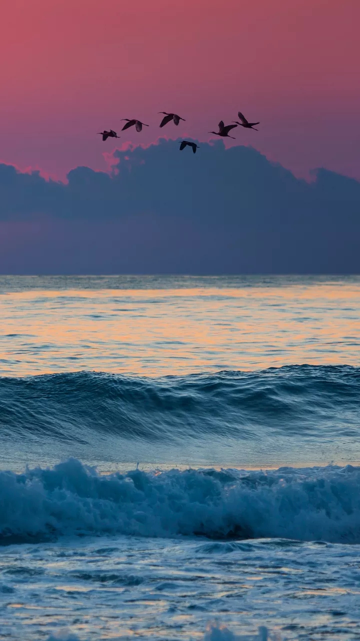 interesting facts about birds migration