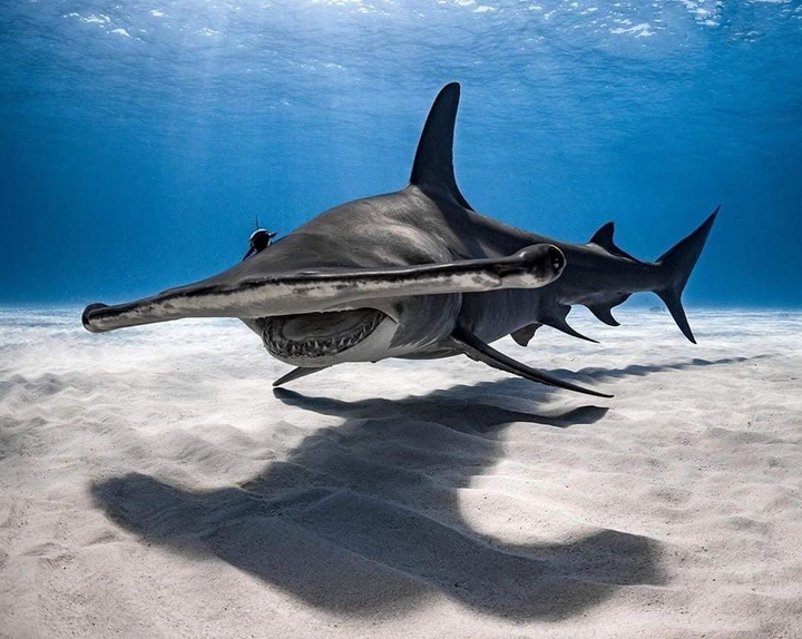 Hammer Head Shark