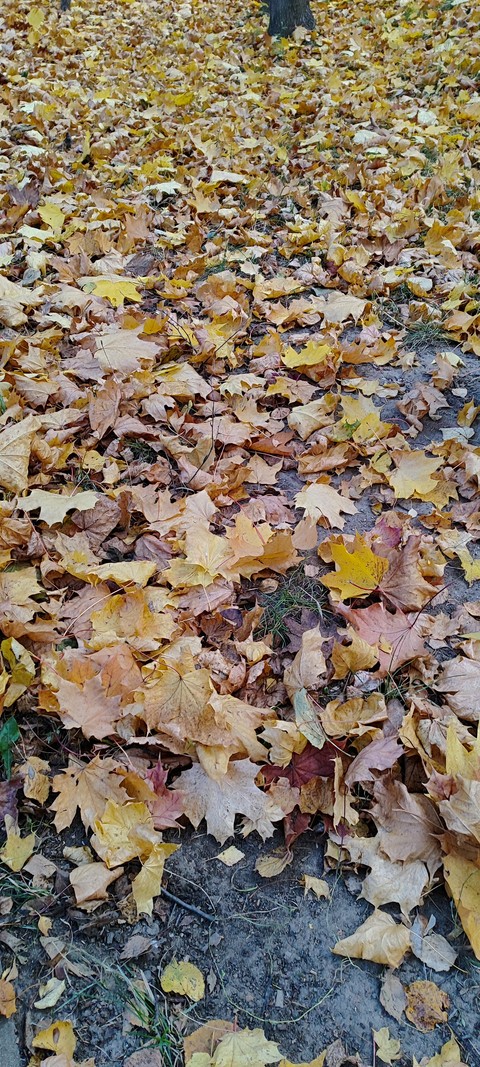Autumn