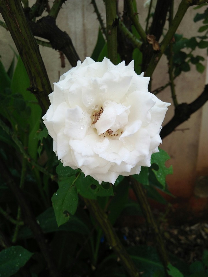 rose