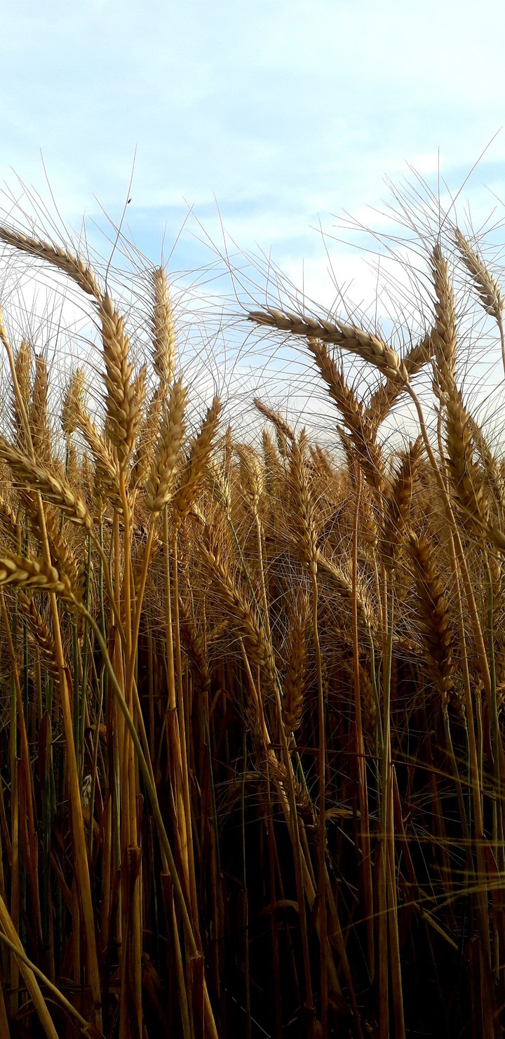 wheat grains