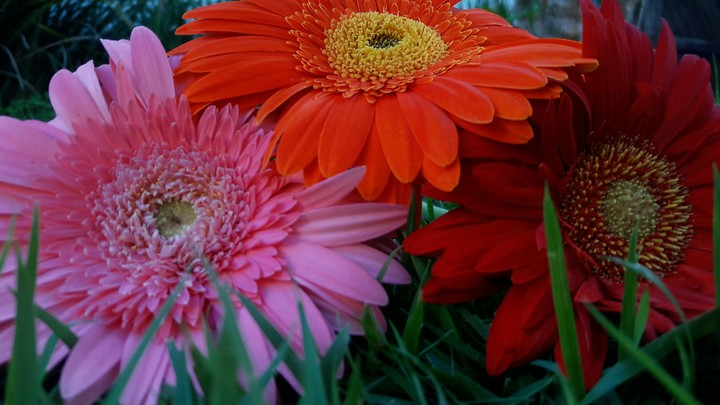 Gérberas