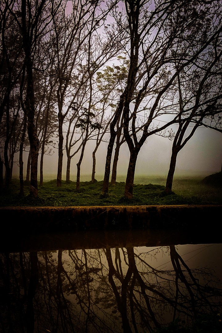 Trees