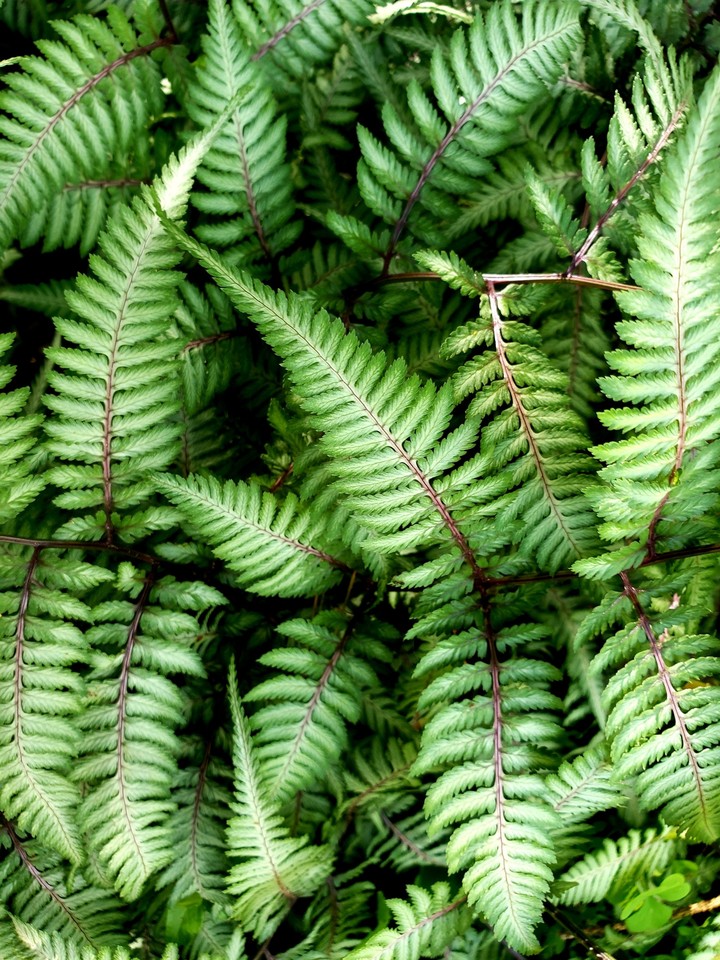Fern