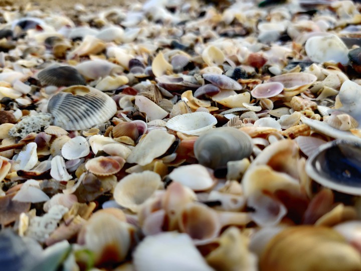 Seashells