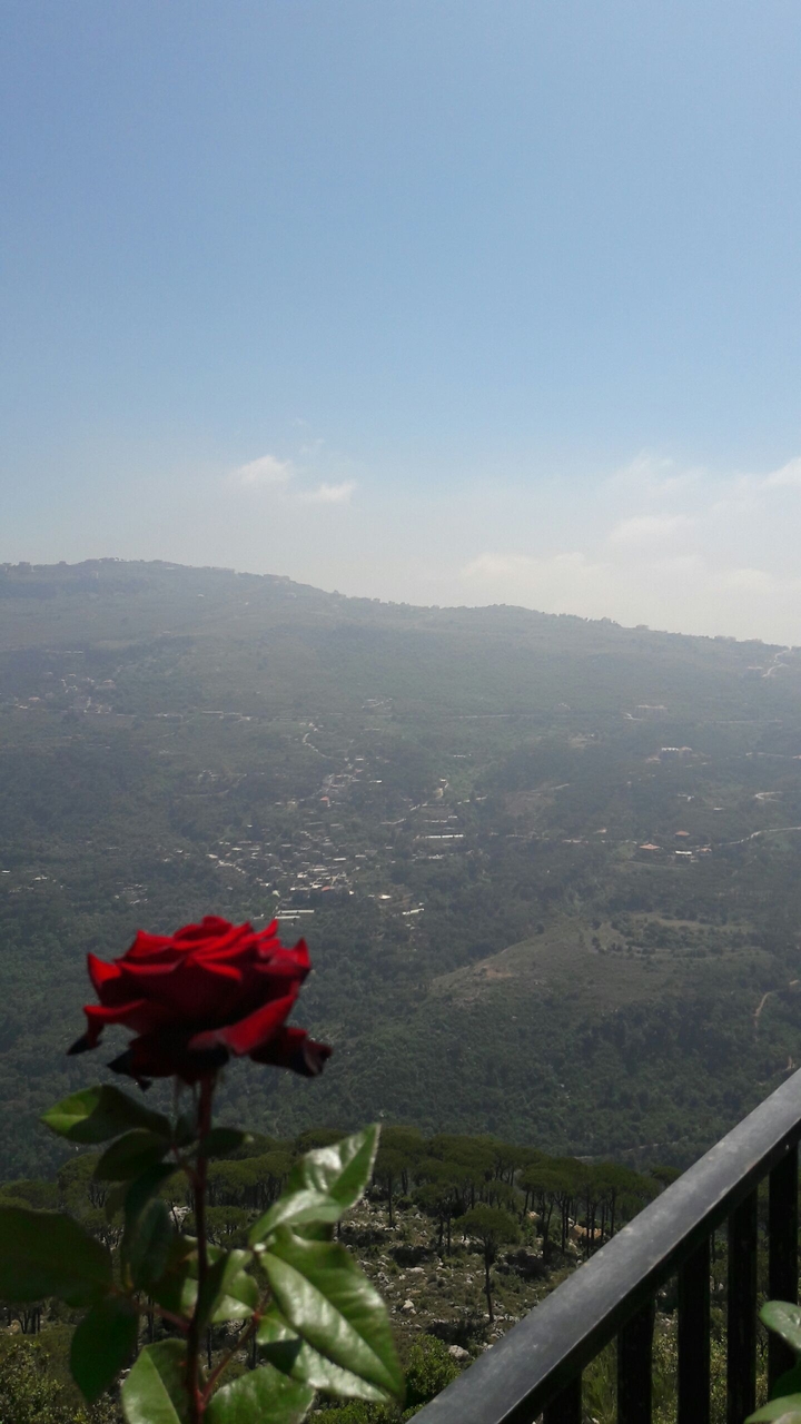 rose